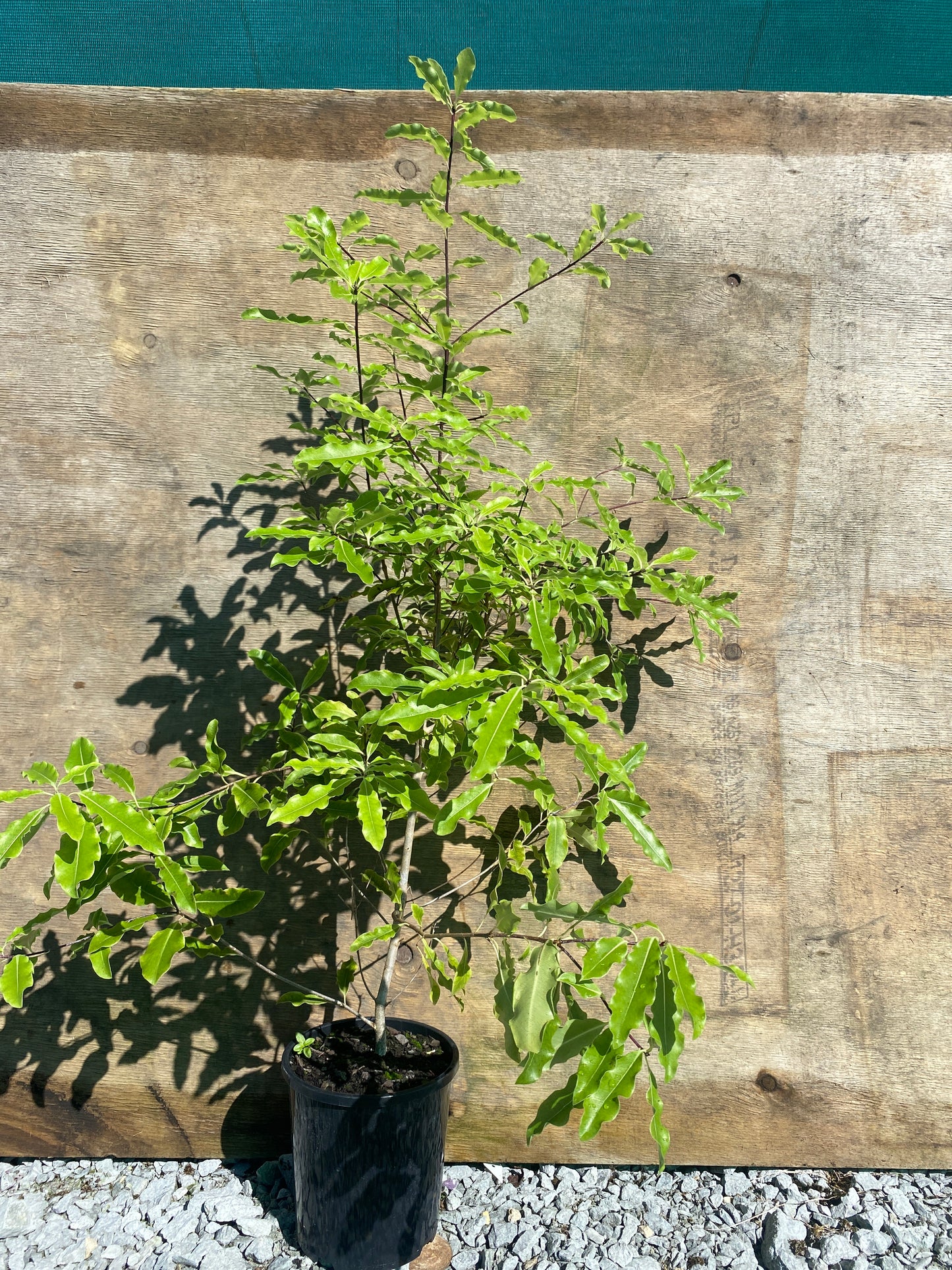 Pittosporum eugenioides (Lemonwood or Tarata)