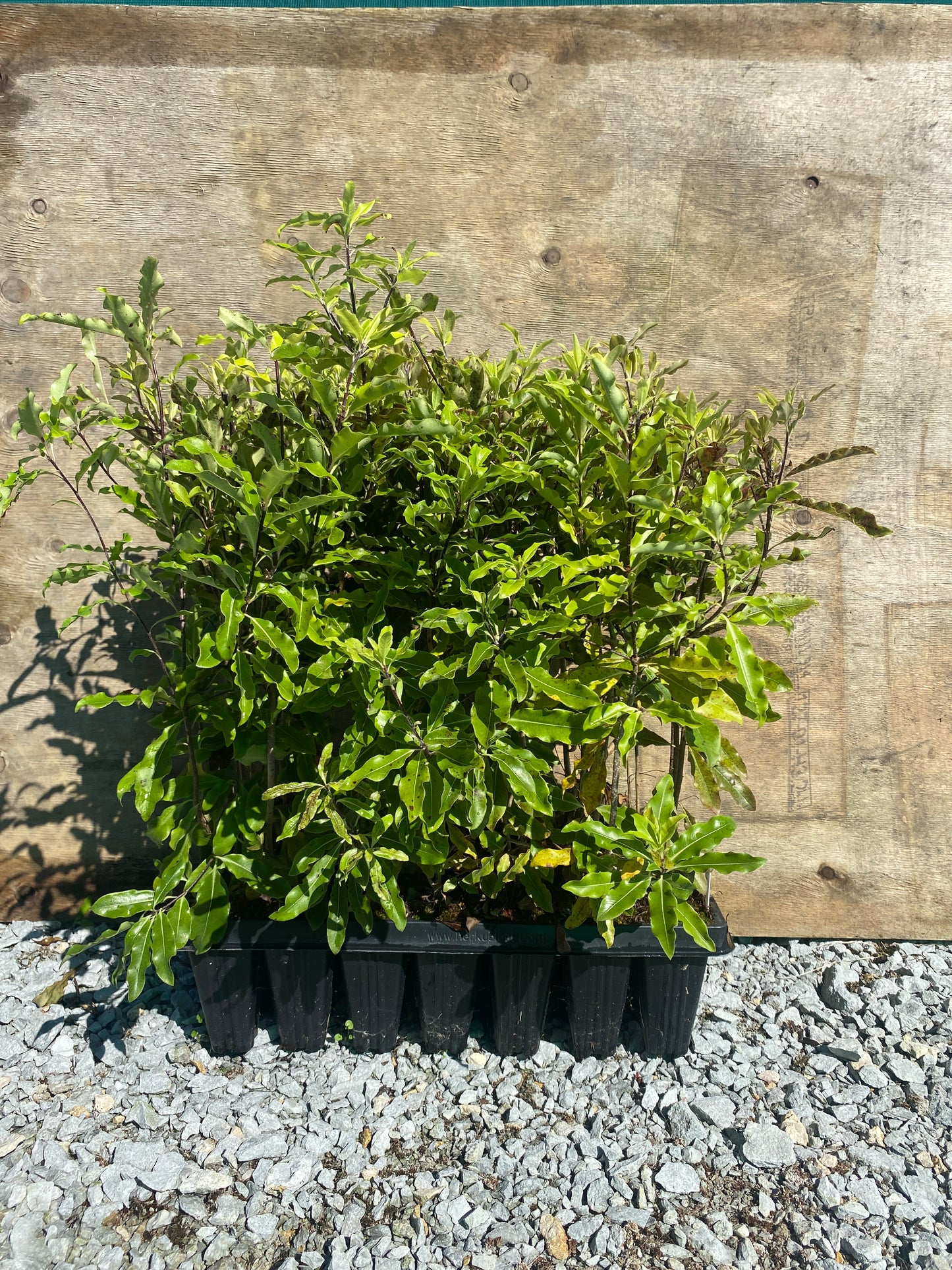 Pittosporum eugenioides (Lemonwood or Tarata)