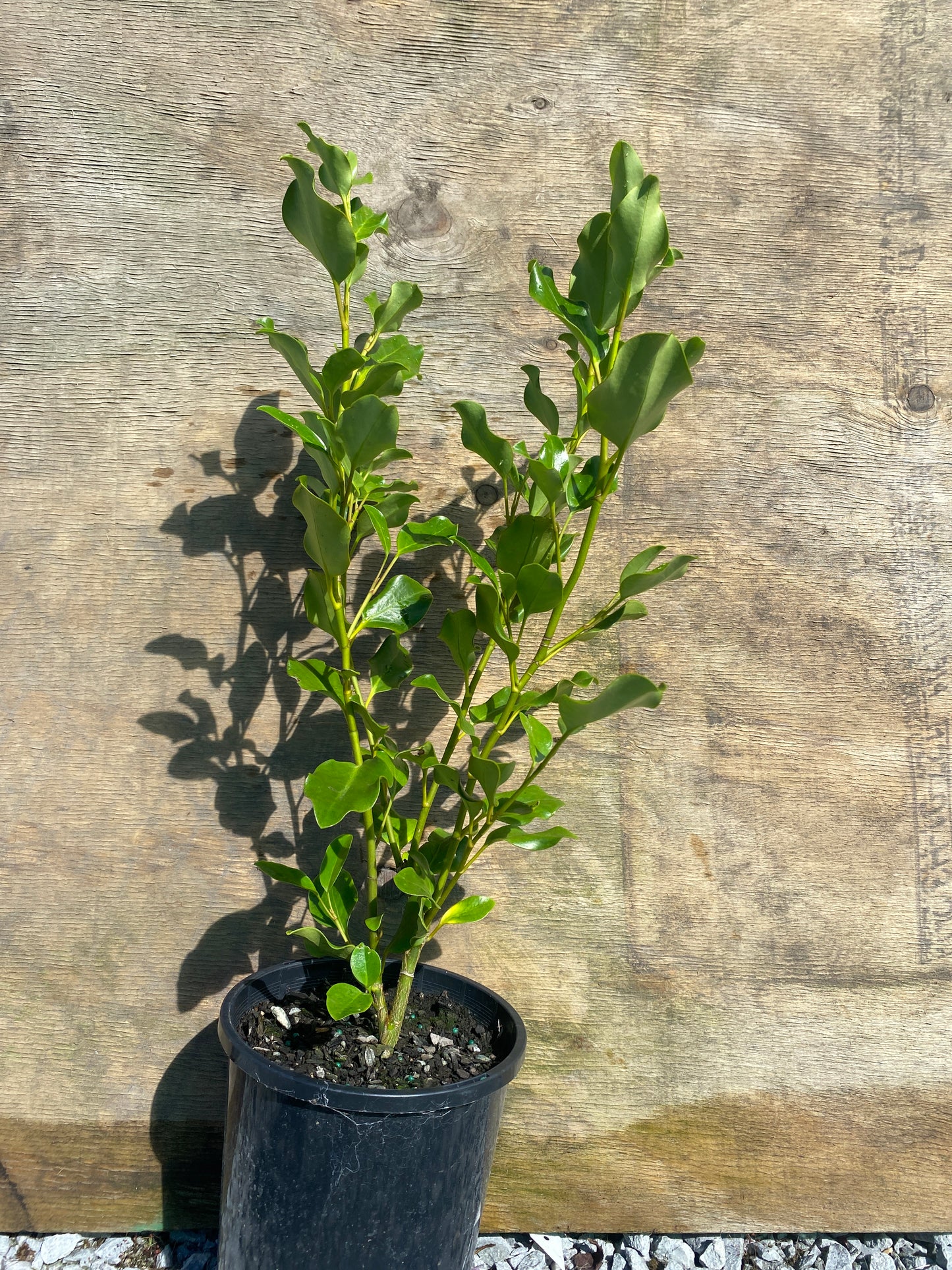 Griselinia littoralis 'Broadway mint'
