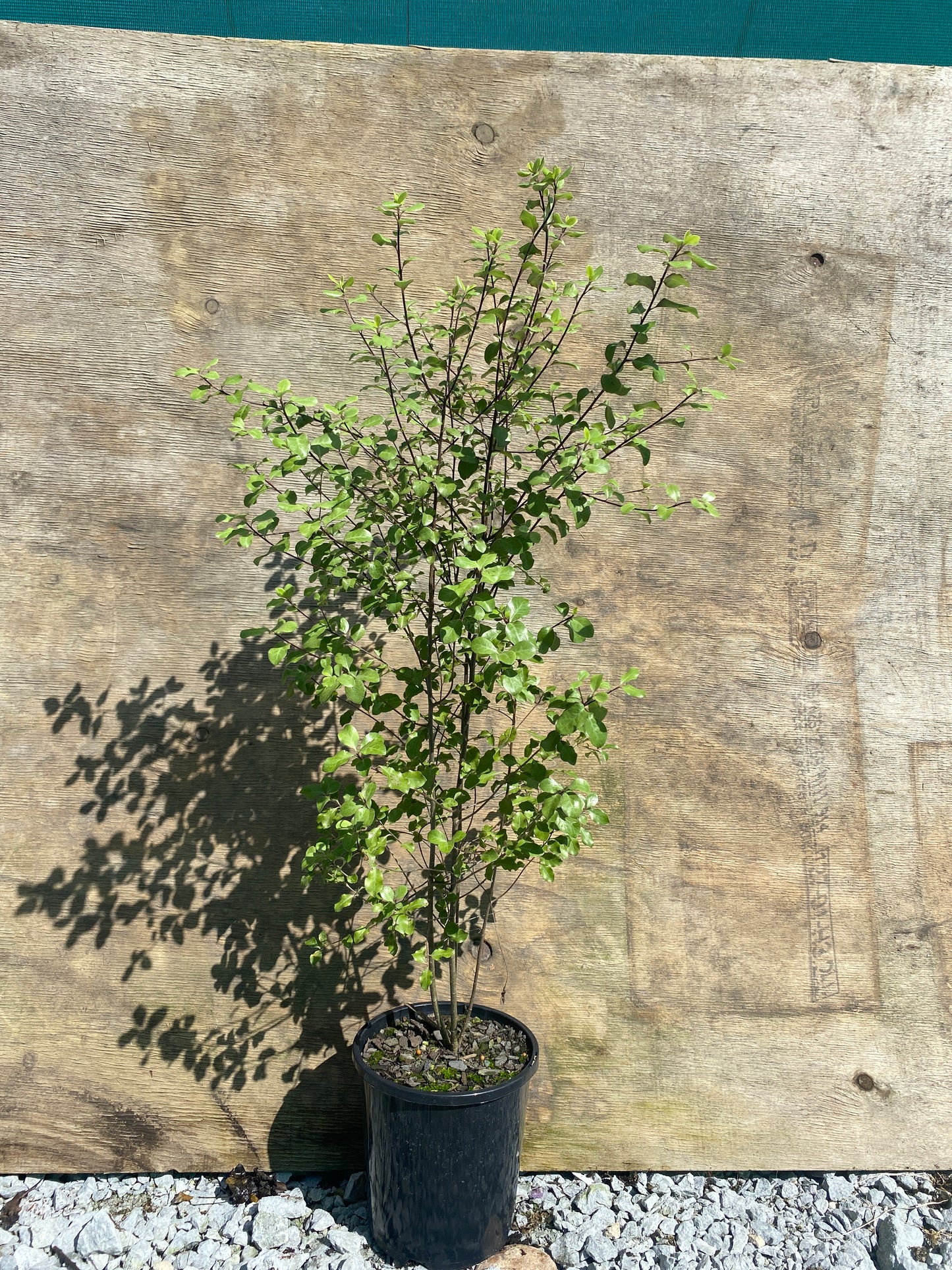 Pittosporum tenuifolium (Kohuhu)