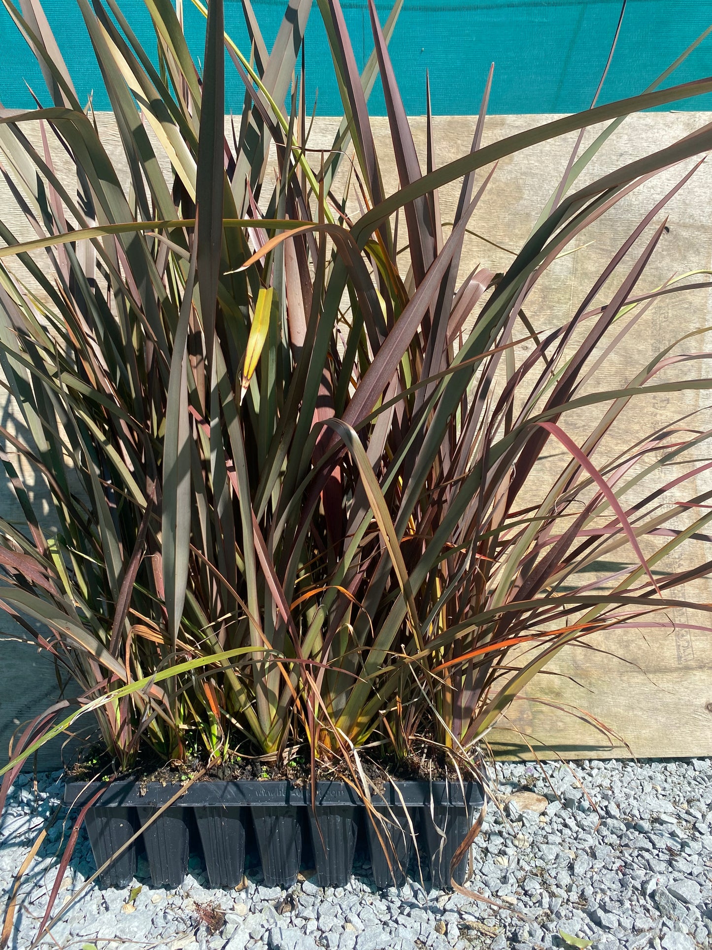 Phormium tenax purpurea (purple Harakeke flax)