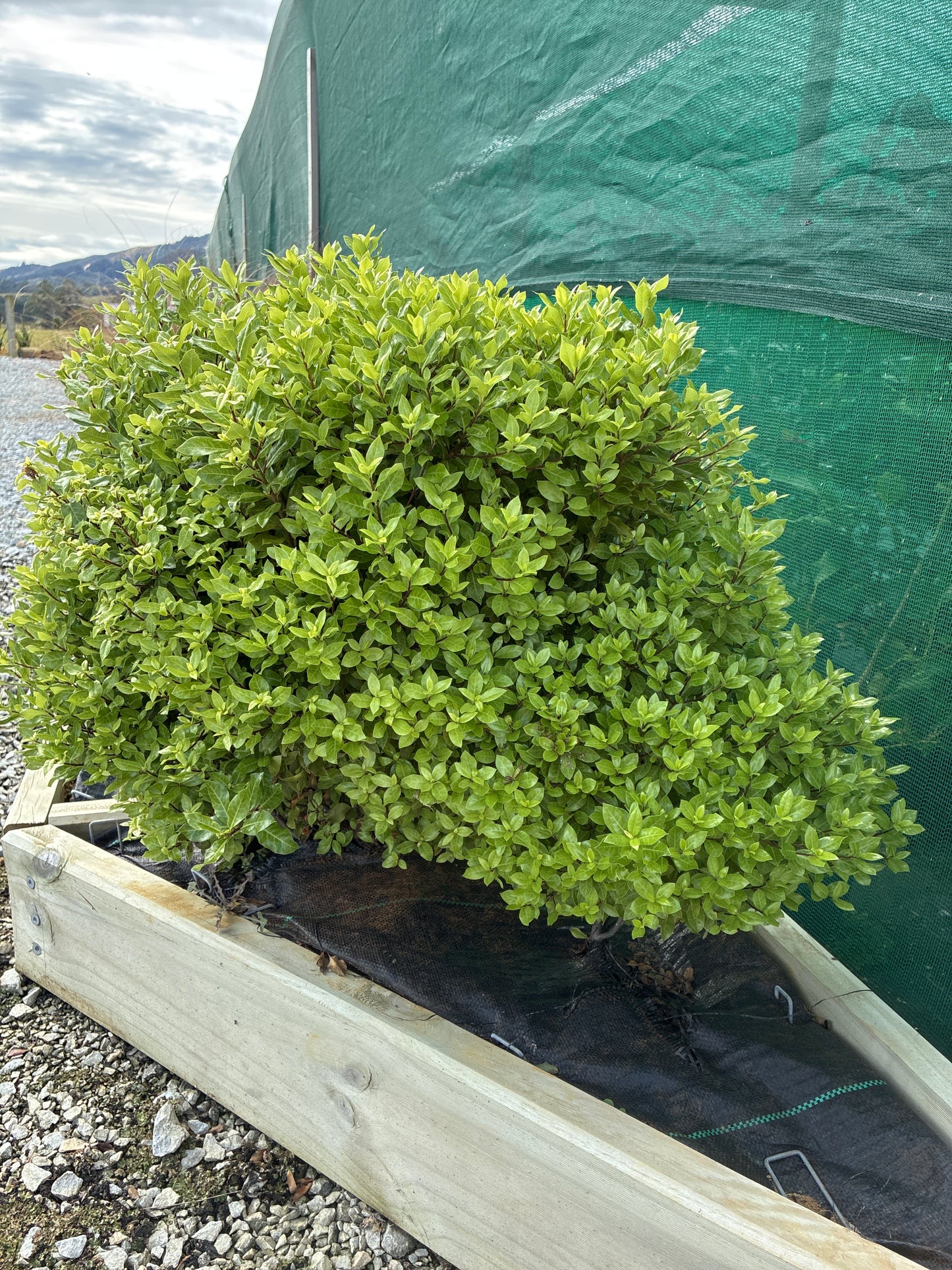 Pittosporum "Pom Pom" (Dwarf Pittosporum)