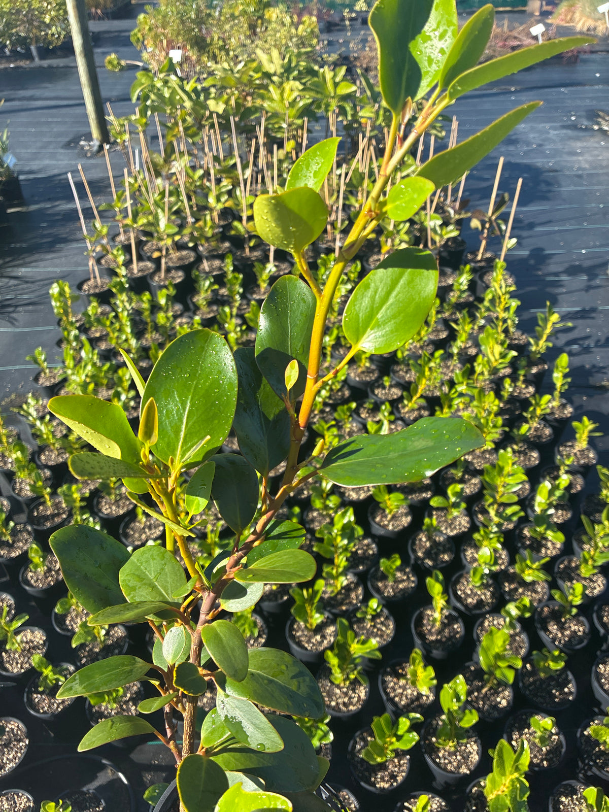 Griselinia littoralis