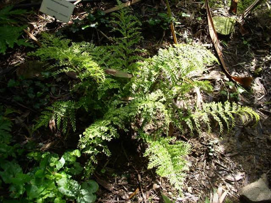 Asplenium bulbiferum (Hen and Chicken Fern)