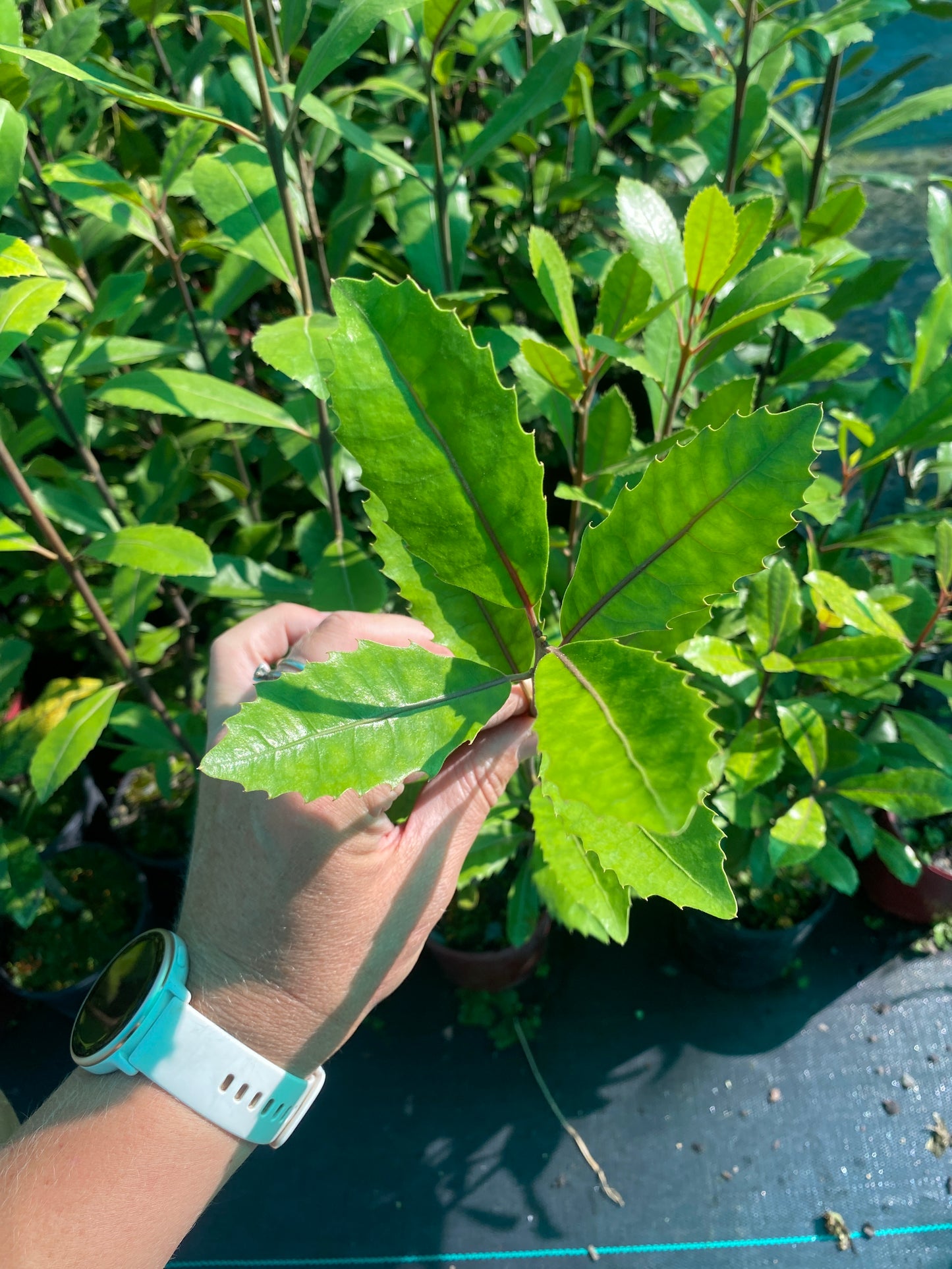 Hedycarya arborea (Pigeonwood)