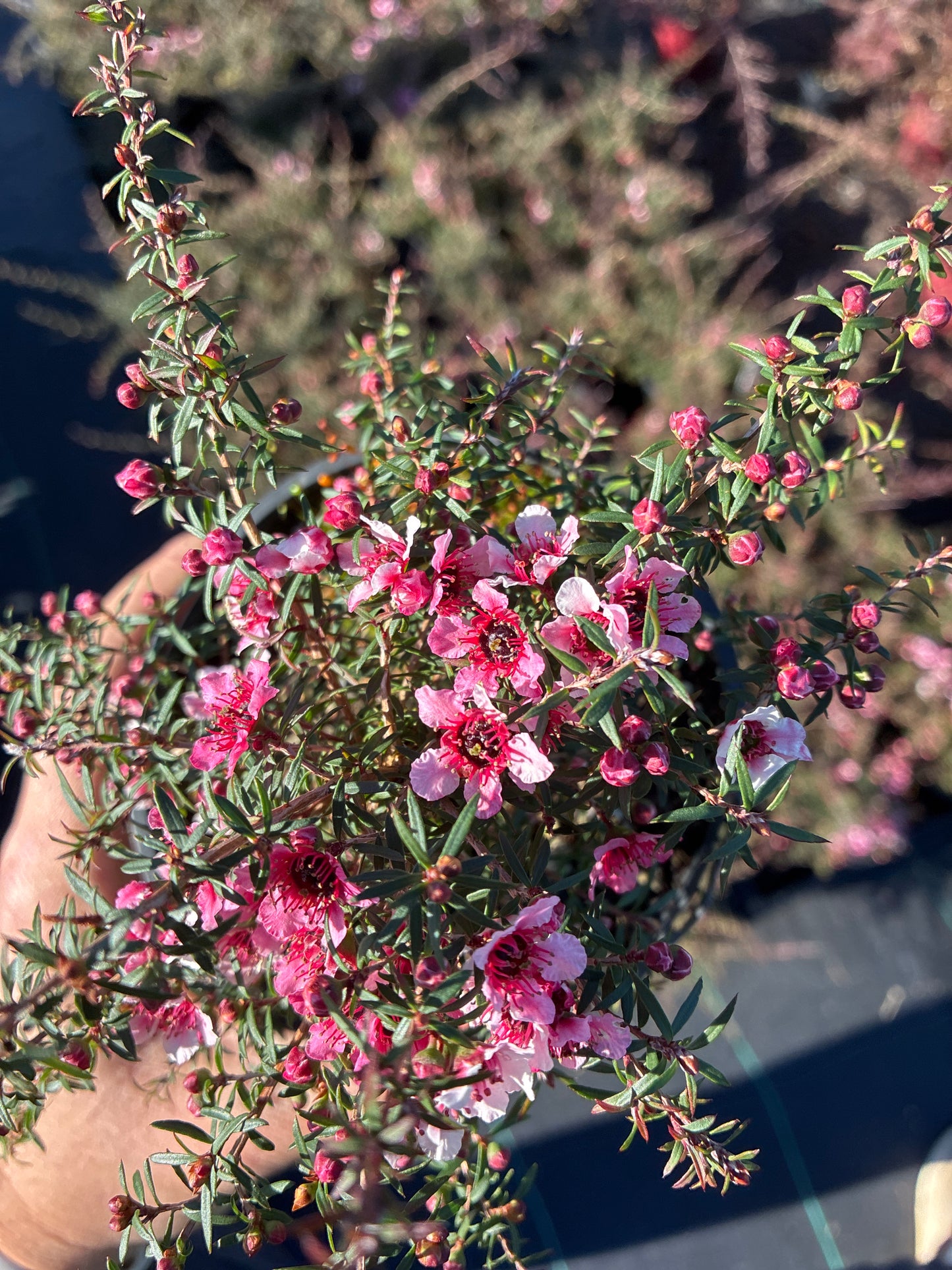 Leptospermum Nanum Huia