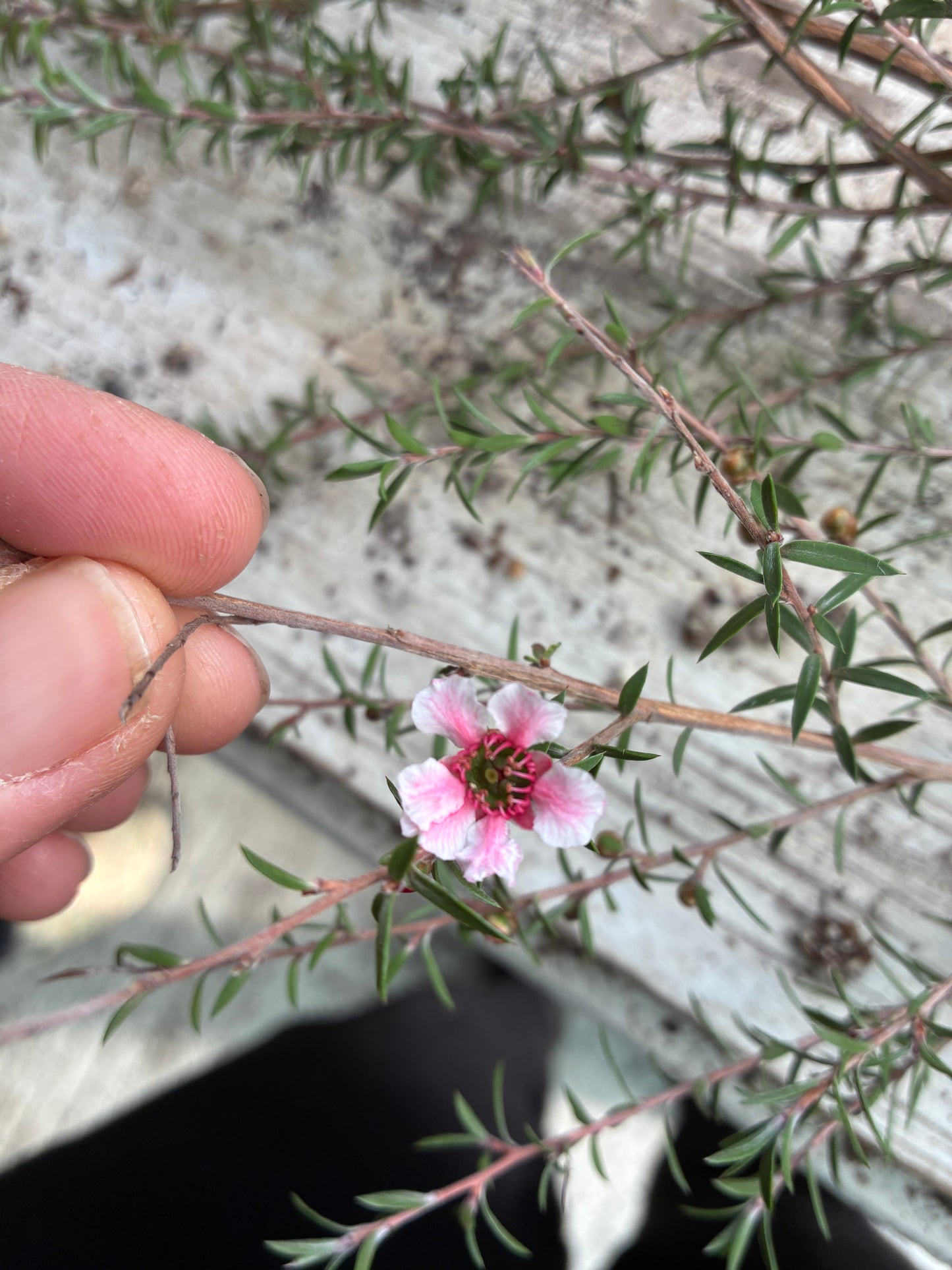 Leptospermum Pink Cascade