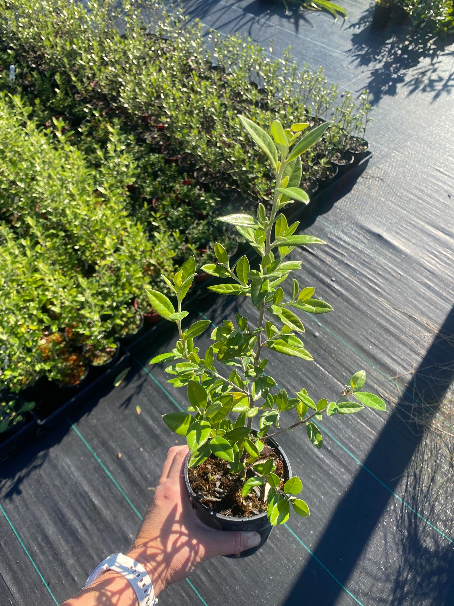 Corokia 'Geenty's Green'