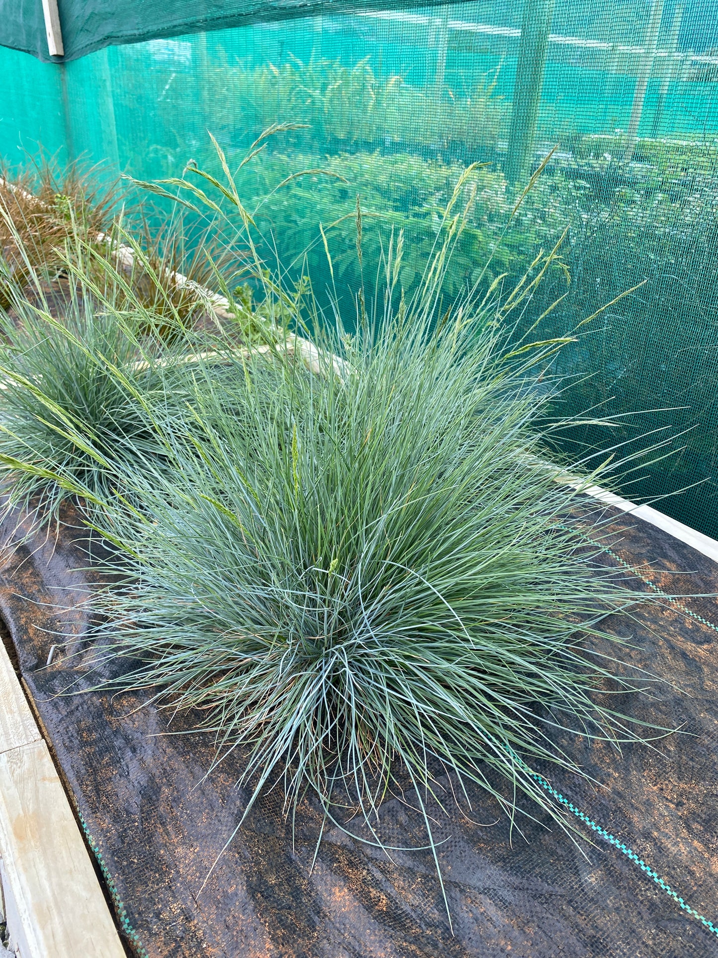 Festuca actae