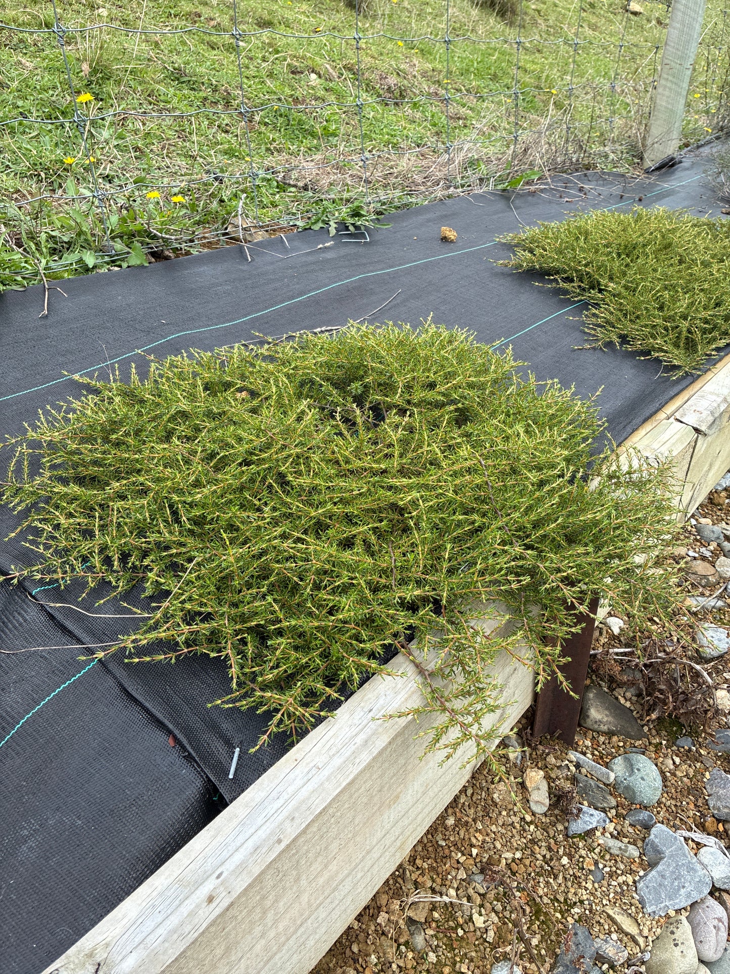 Coprosma hawera