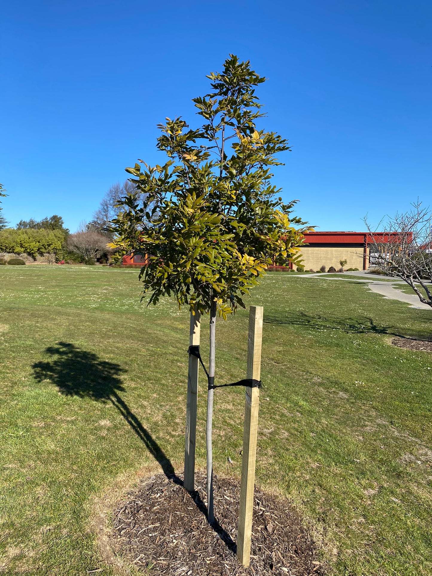 Alectryon excelsus (Titoki tree)