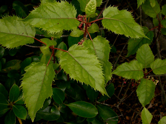 Aristotelia serrata (Wineberry or Makomako)