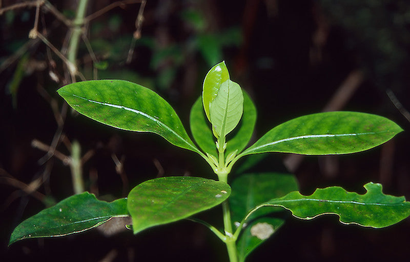 Coprosma autumnalis (Konono)