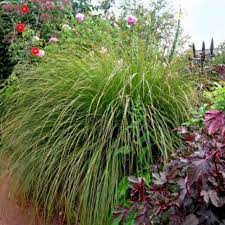 Carex geminata