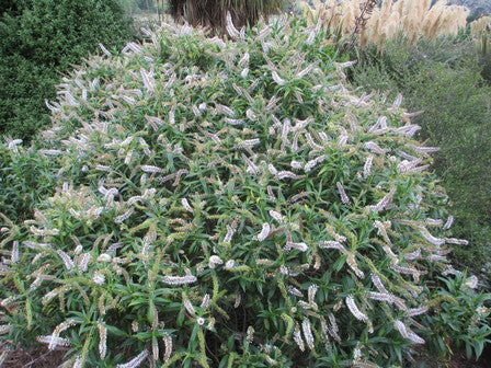 Hebe salicifolia (Koromiko)