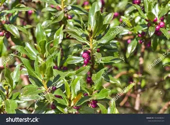 Myoporum laetum (Ngaio)