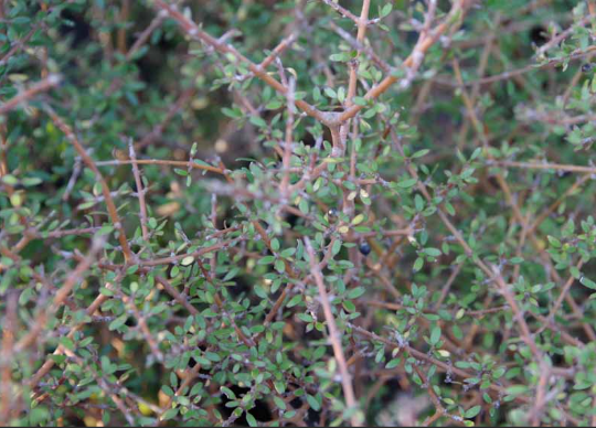 Coprosma propinqua (mingimingi)