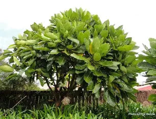 Meryta sinclairii (Puka tree)