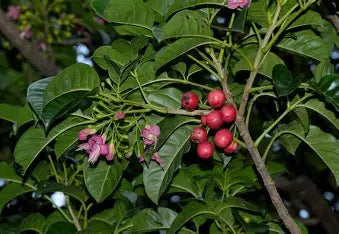 Vitex lucens (Puriri tree)