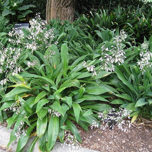Arthropodium cirratum (Renga renga lily)