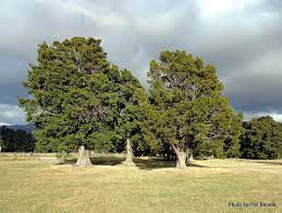 Podocarpus totara (Totara)