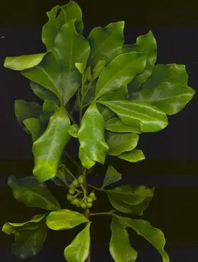 Melicope ternata (Whaarangi)