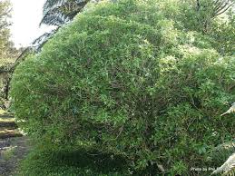 Melicytus ramiflorus (whiteywood or mahoe)