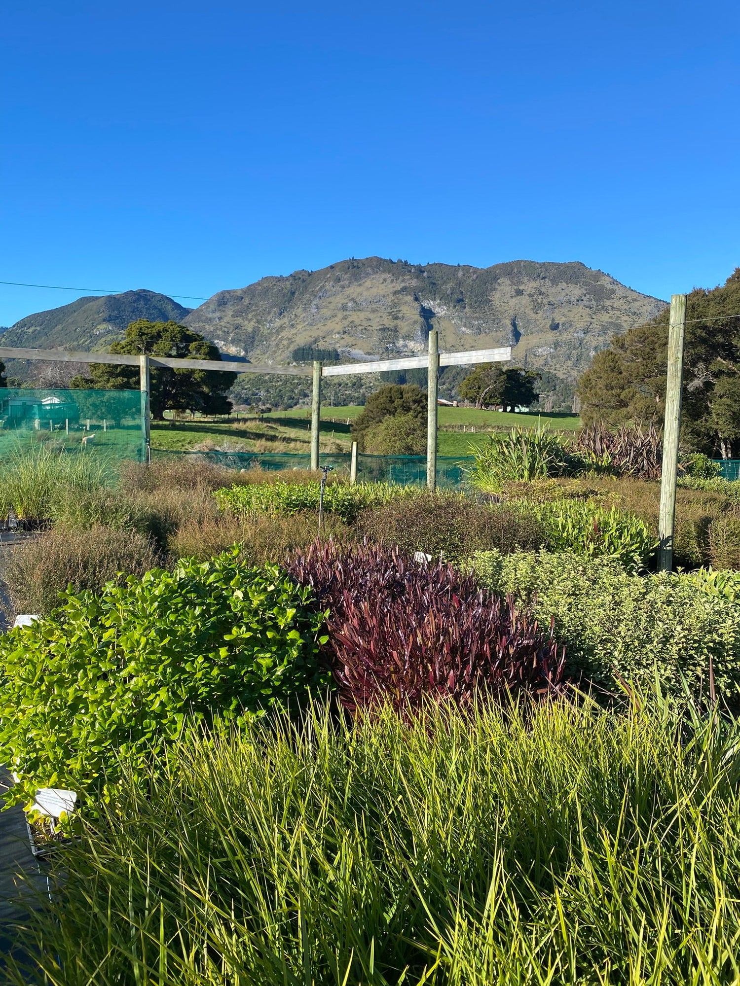 All plants and products
