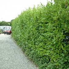 Hedging