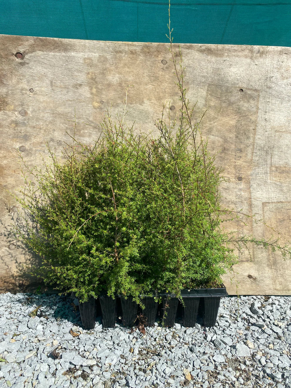 Revegetation sale on T28 trays