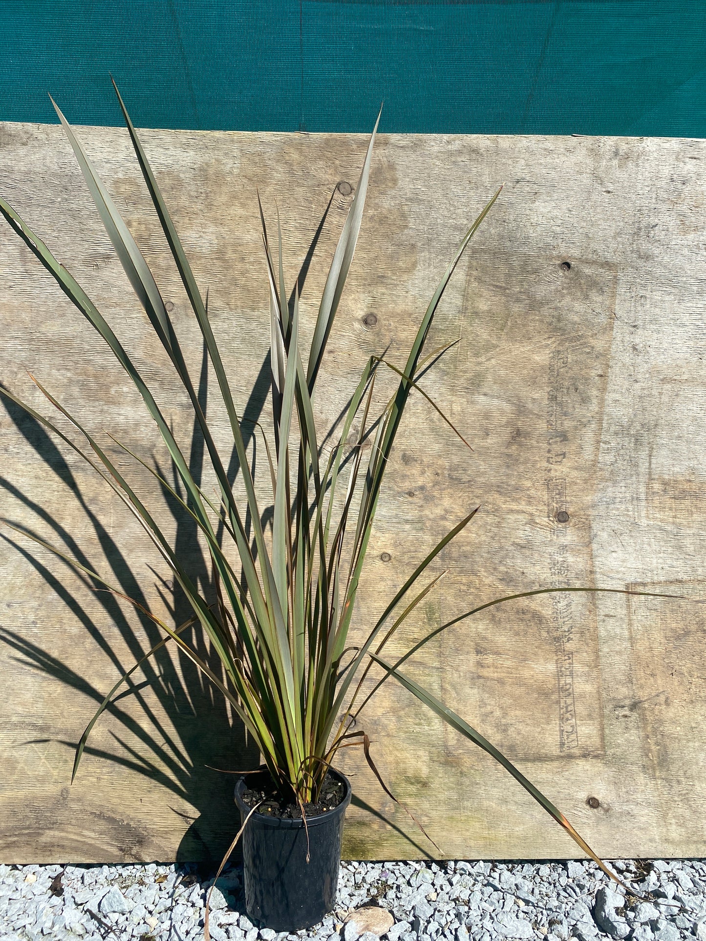 Phormium tenax purpurea (purple Harakeke flax)