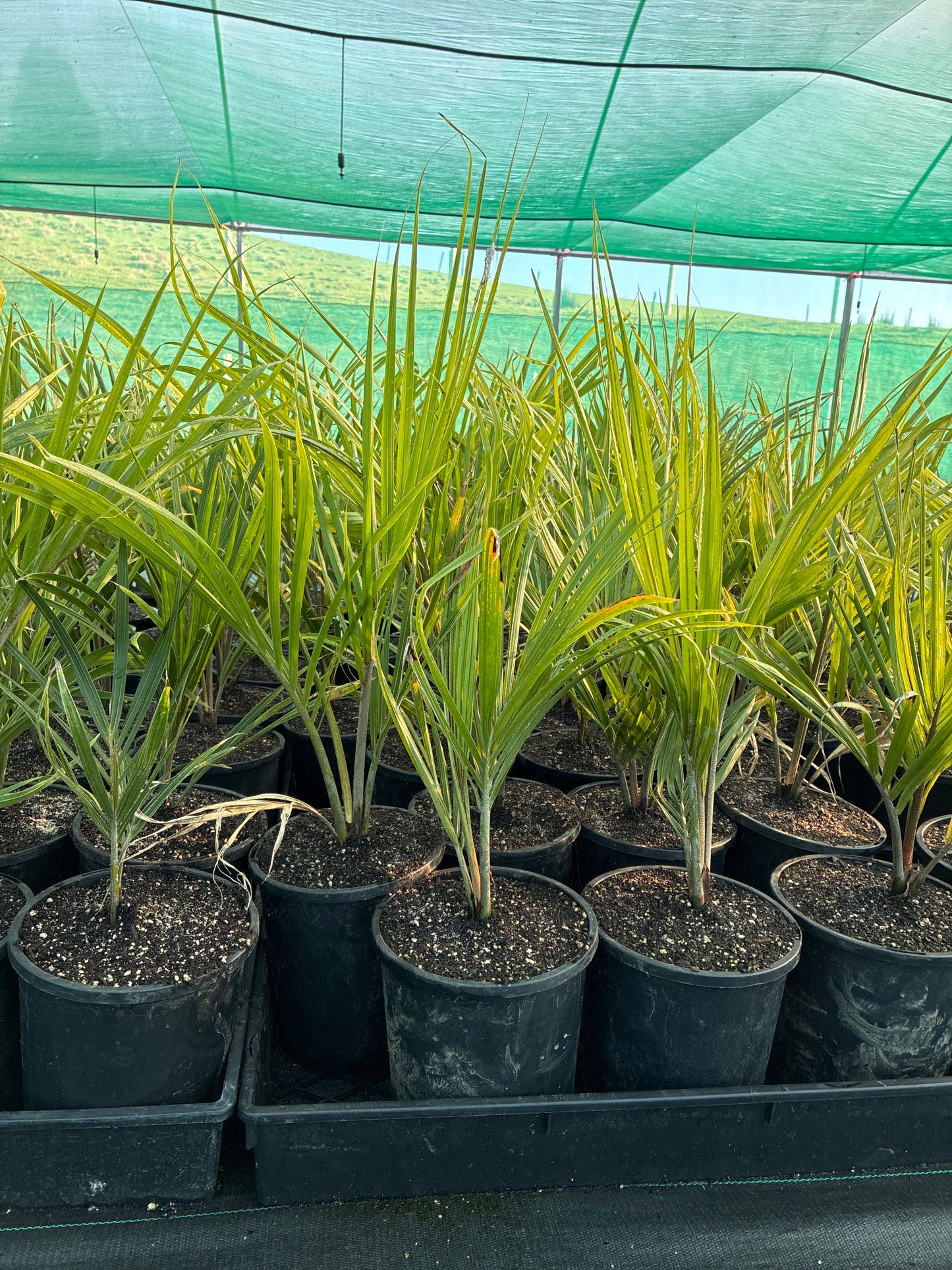 Rhopalostylis sapida (Nikau palm)