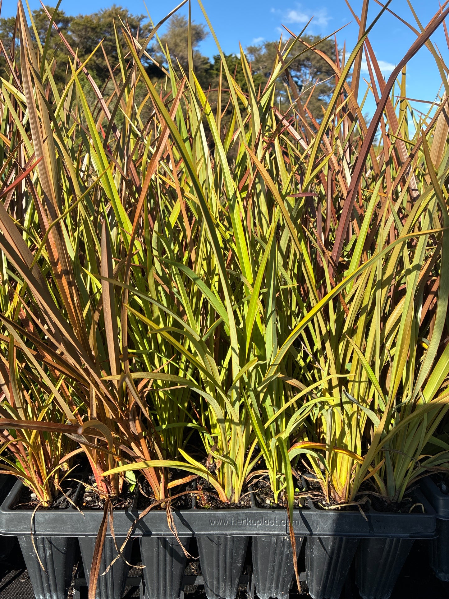Phormium tenax combo - Purple + Green Harakeke Flax