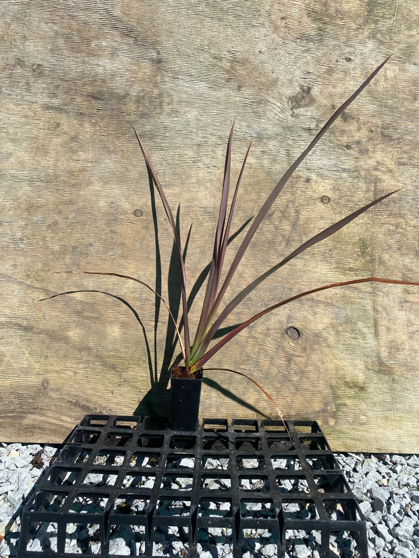 Phormium tenax purpurea (purple Harakeke flax)