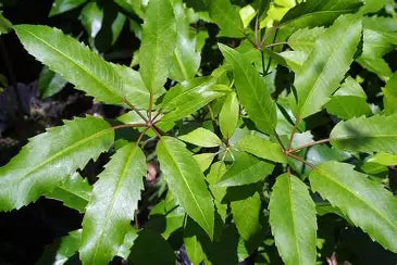 Pseudopanax arboreus (Five finger)