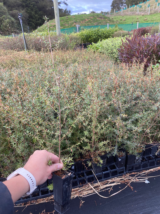 Leptospermum scoparium (Manuka)