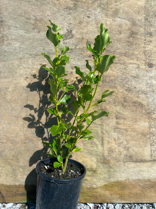 Griselinia littoralis 'Broadway mint'