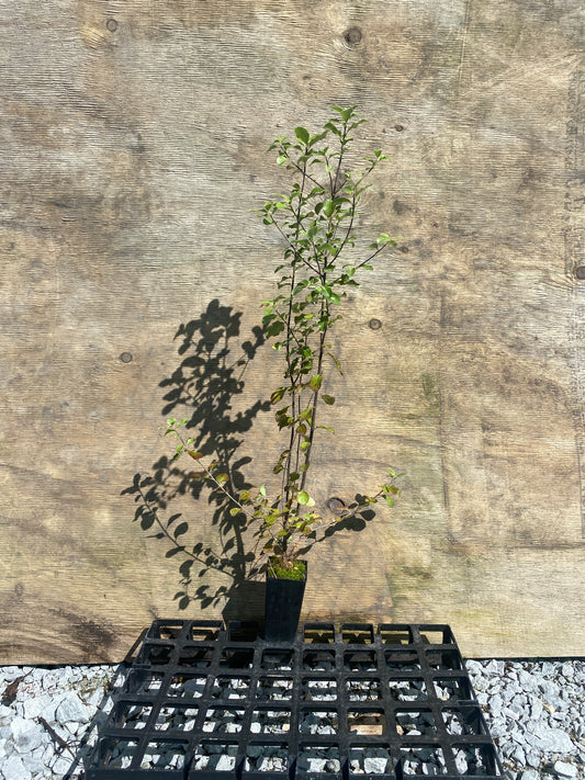 Pittosporum tenuifolium (Kohuhu)