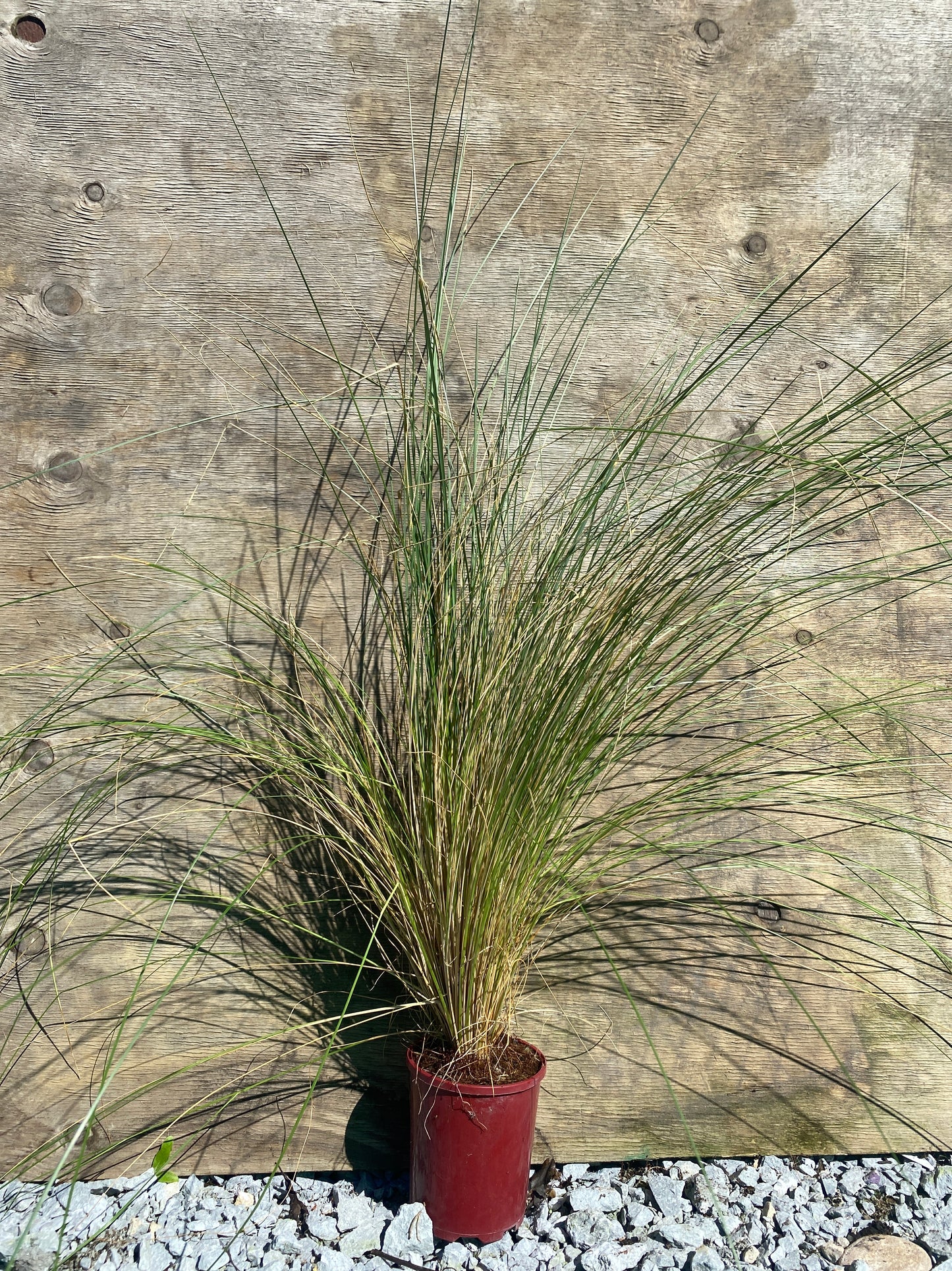 Poa cita (Silver tussock)