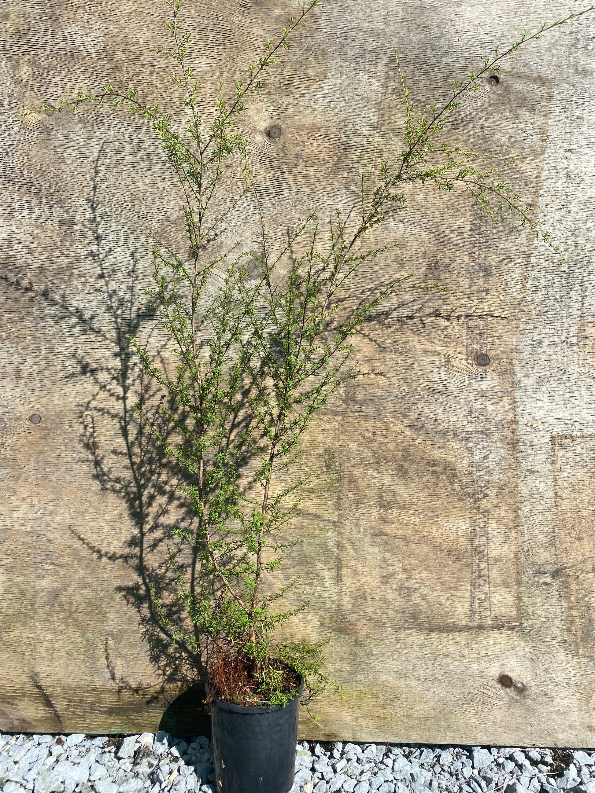 Kunzea ericoides (Kanuka) - Mohua Nursery