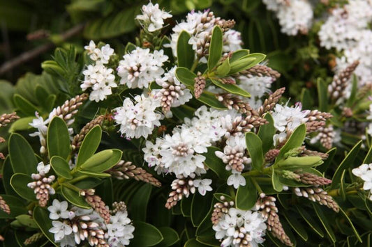 Hebe Wiri Mist