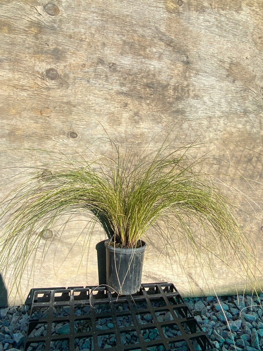 Carex comans