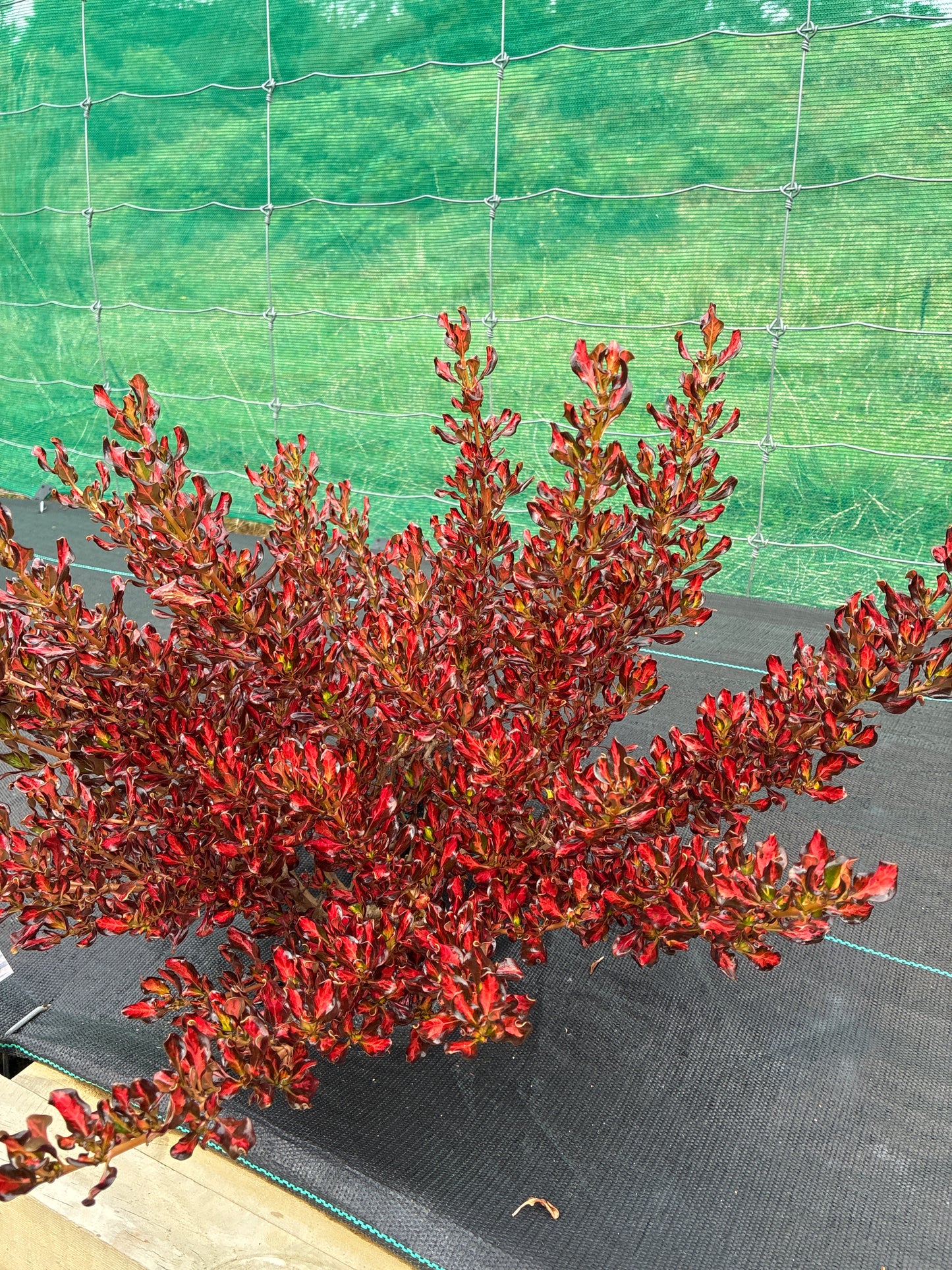 Coprosma 'Pacific Sunset'