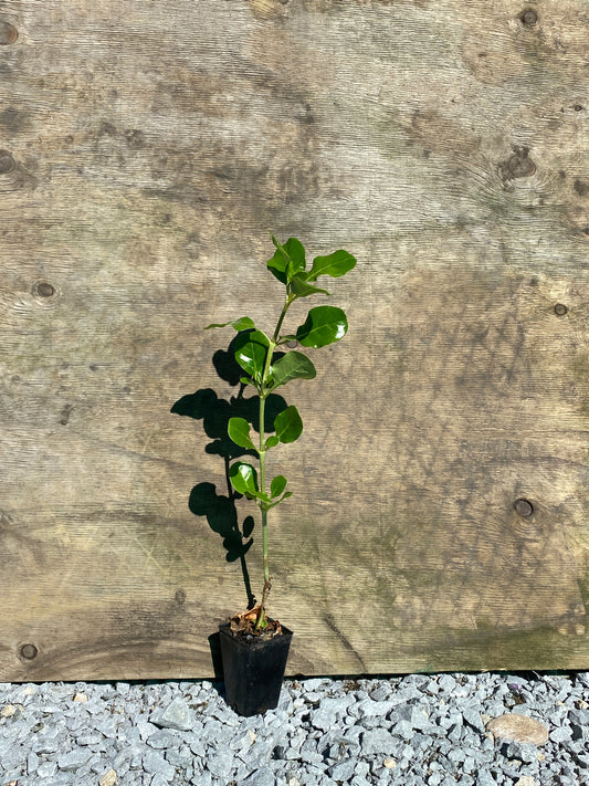 Coprosma repens