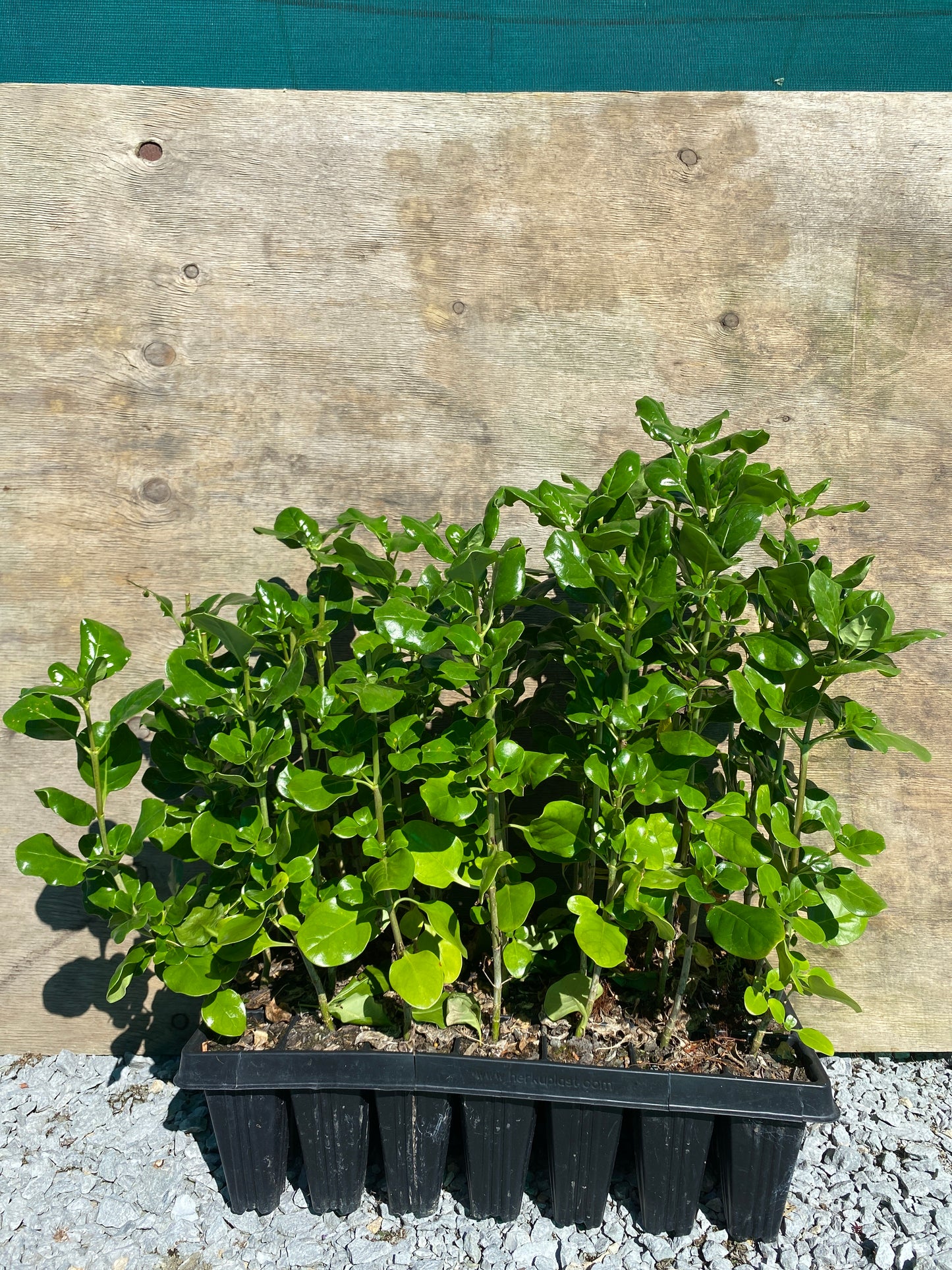 Coprosma repens