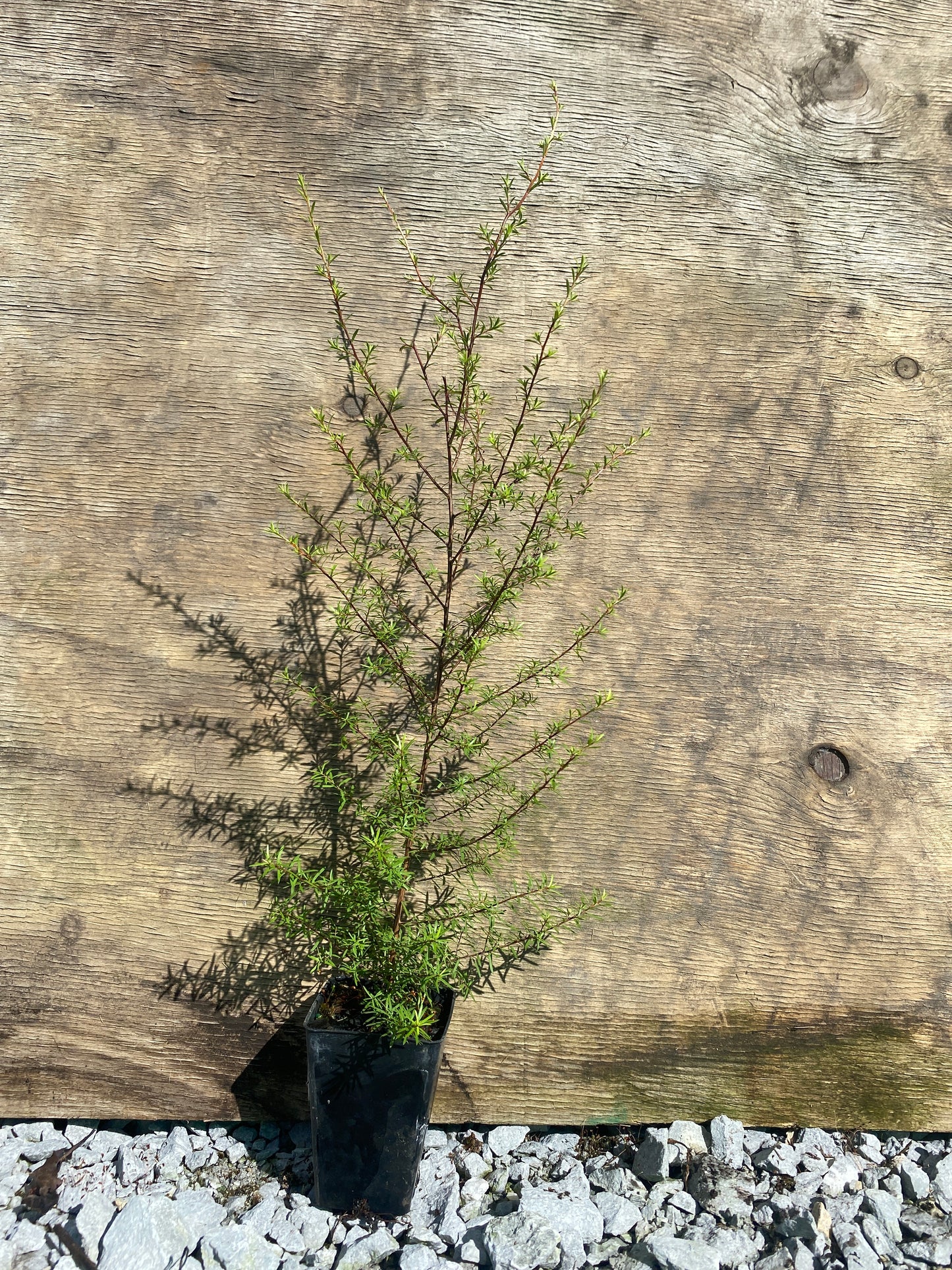 Kunzea ericoides (Kanuka)