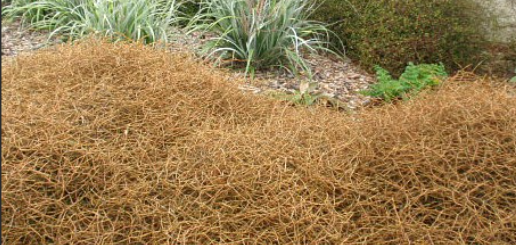 Coprosma acerosa (Sand coprosma)