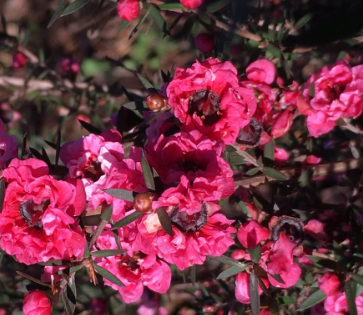 Leptospermum Blossom Queen