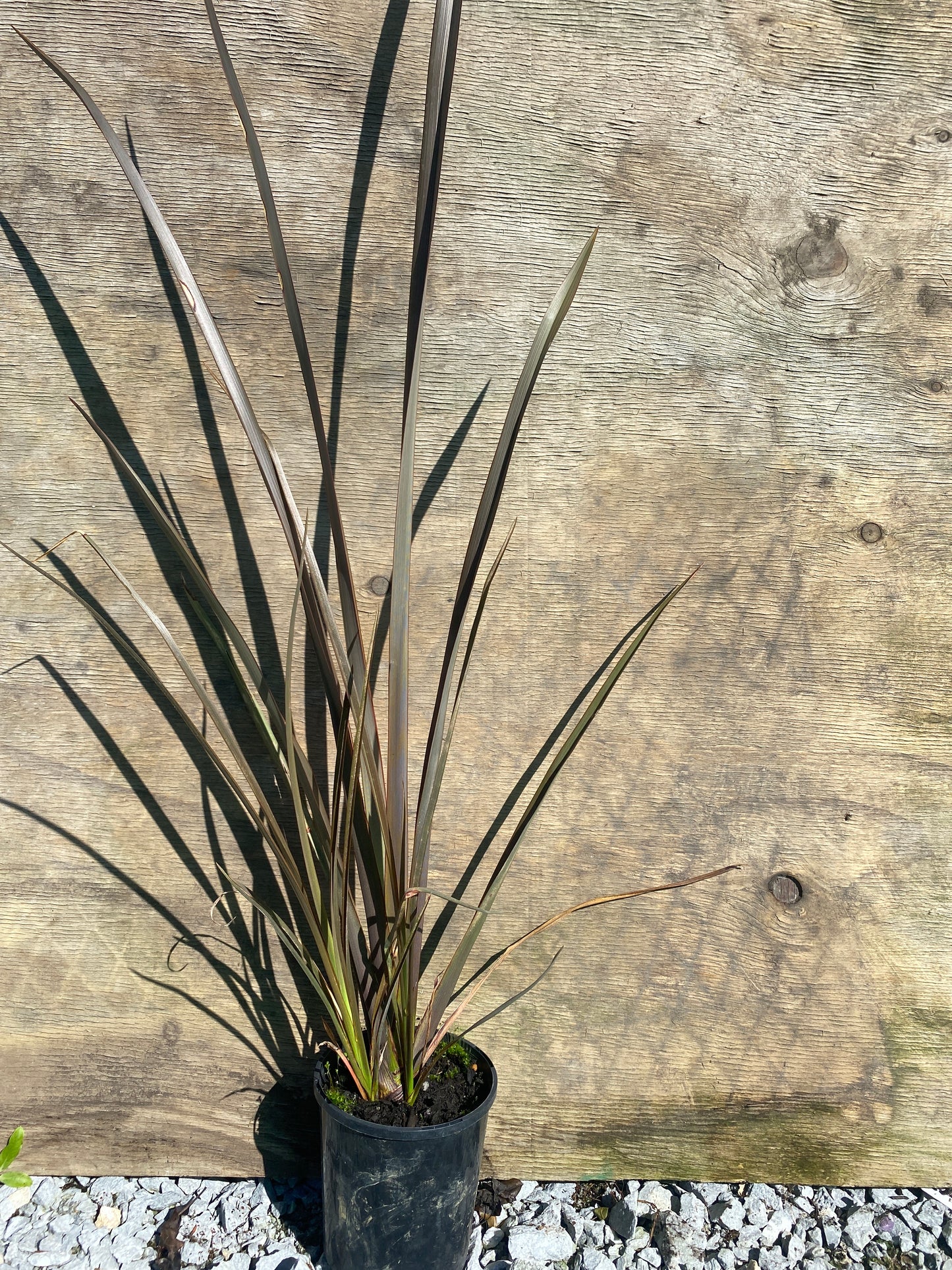 Phormium tenax purpurea (purple Harakeke flax)