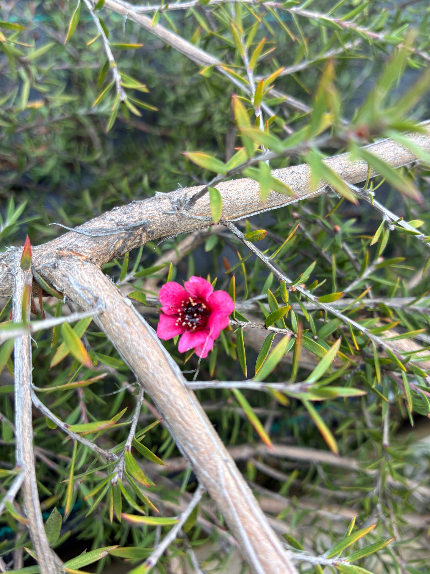 Leptospermum Pink Cascade